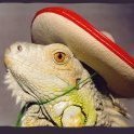 Mexican-Lizard